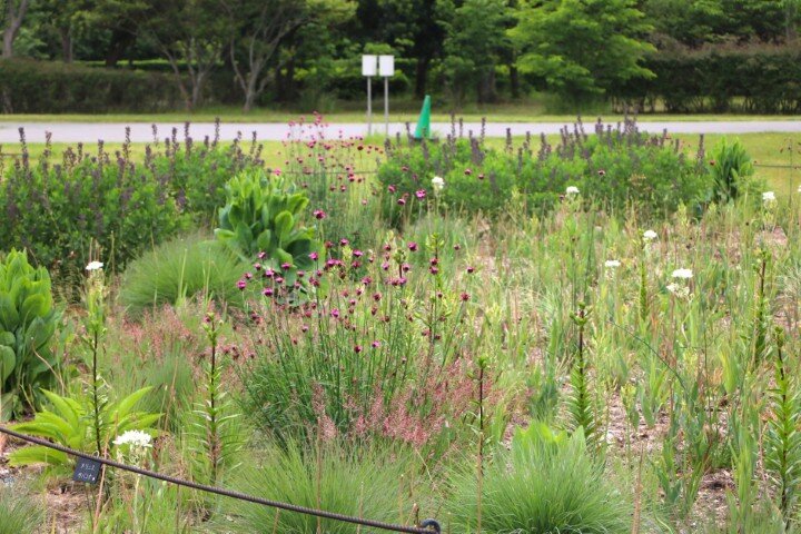 20250516 ペレニアルガーデン (小).JPG