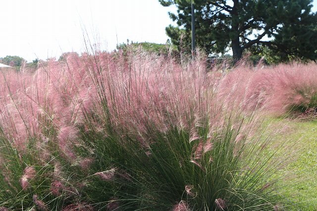 20261017_虹・彩りの花壇 (14).jpg