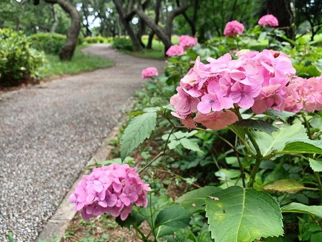 20260627_あじさいの小径 (3).jpg