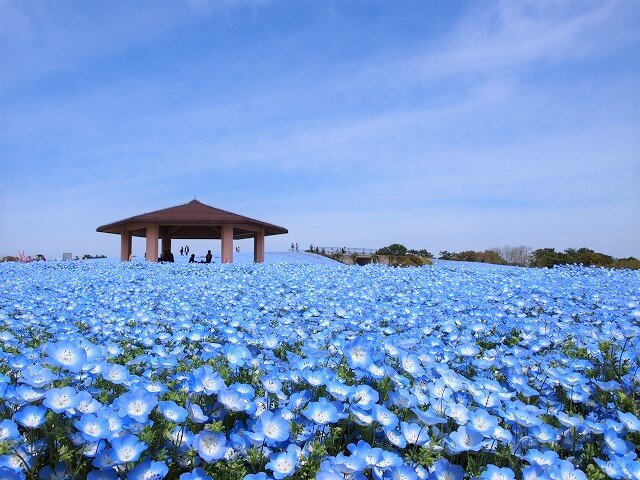 ネモフィラ 季節の花めぐり 海の中道海浜公園 福岡市東区にある自然豊かな国営公園