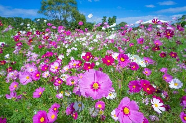 花 イベントガイド 海の中道海浜公園 福岡市東区にある自然豊かな国営公園