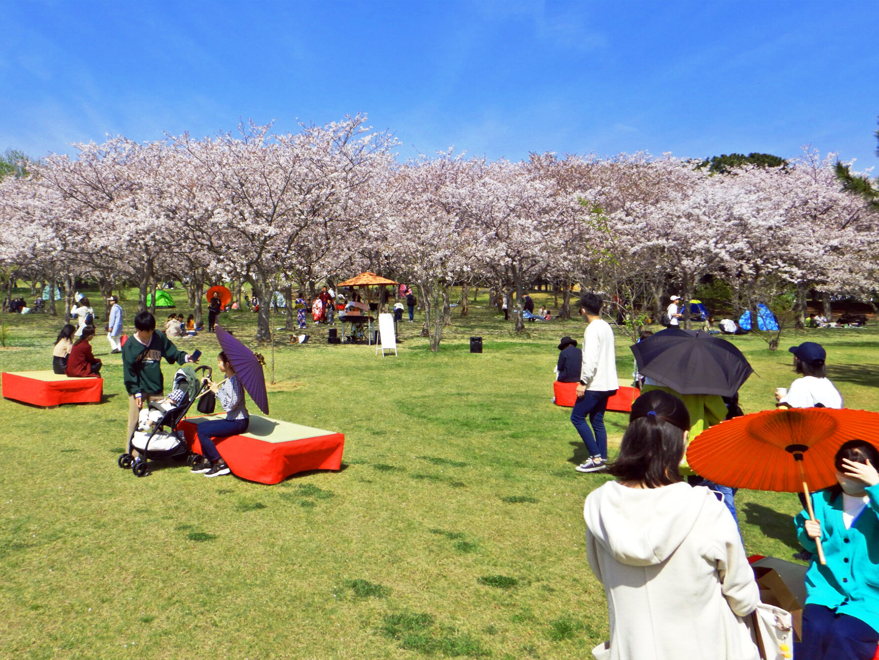 さくらまつり.jpg