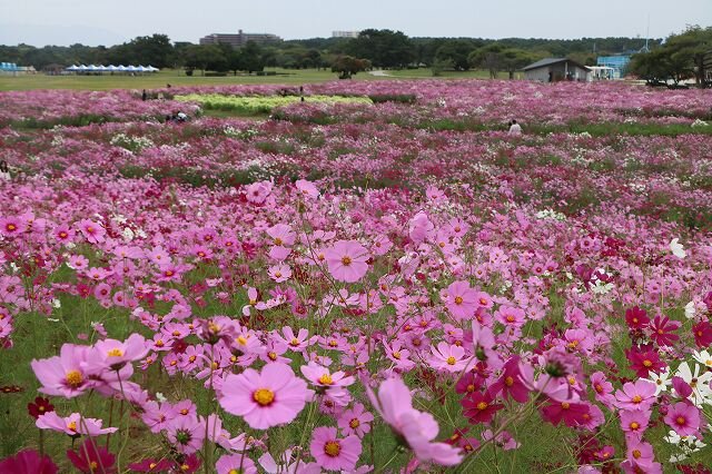 20261023_花の丘 (6).jpg