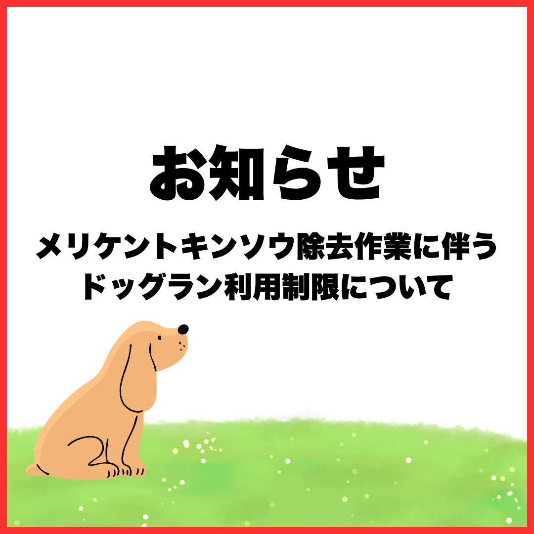 メリケントキンソウ除去
