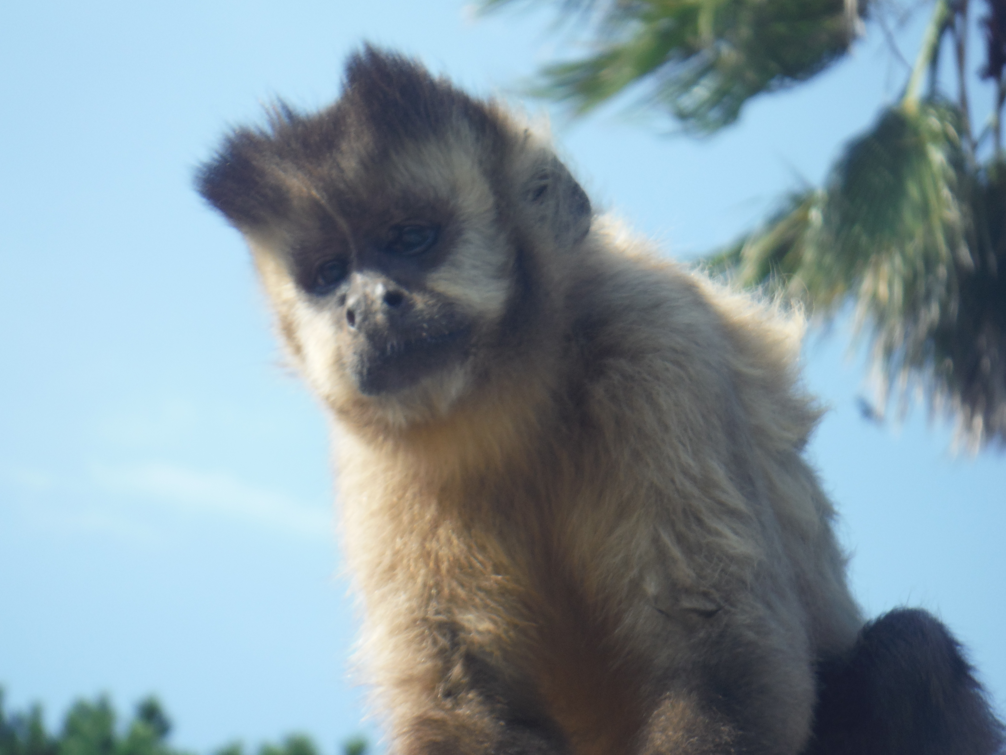 フサオマキザルのムウ 動物の森 ブログ 海の中道海浜公園 福岡市東区にある自然豊かな国営公園