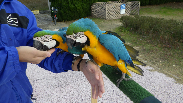 手乗り奮闘記（第3章） | 動物の森 ｜ ブログ | 海の中道海浜公園