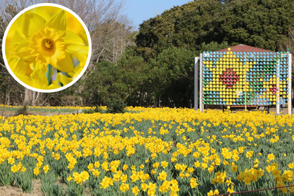 セイヨウスイセン