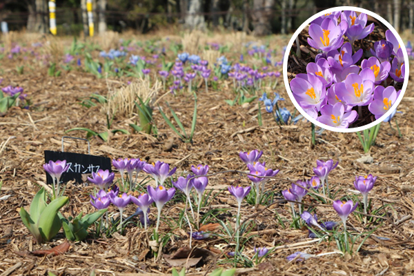 クロッカス&原種チューリップ