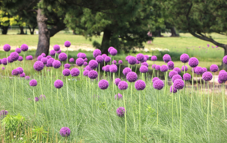 アリウム・ギガンチウム