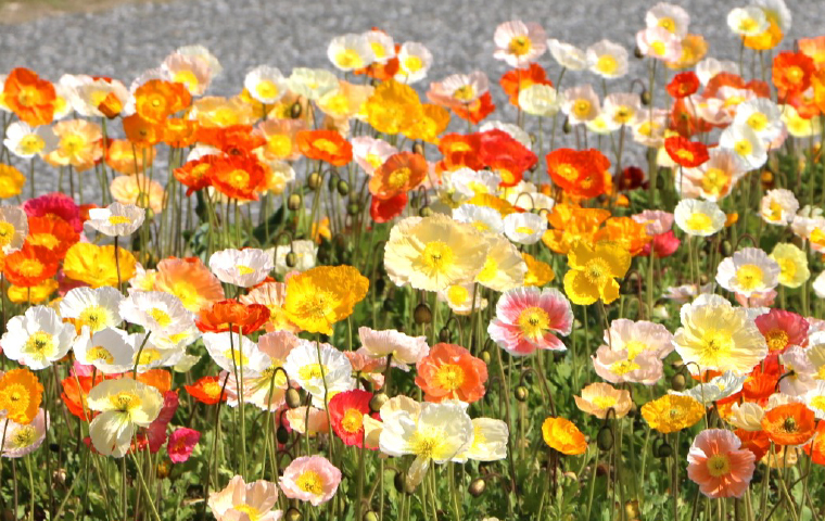 アイスランドポピー