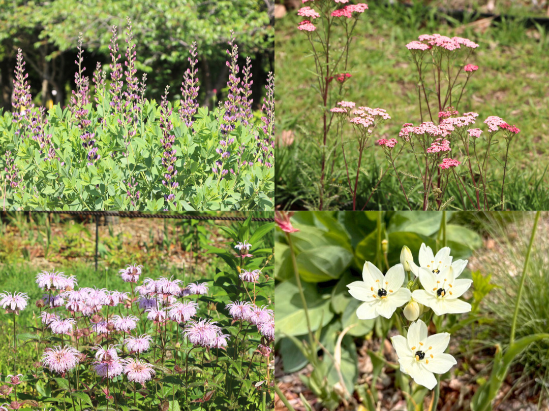 デルフィニウムなど