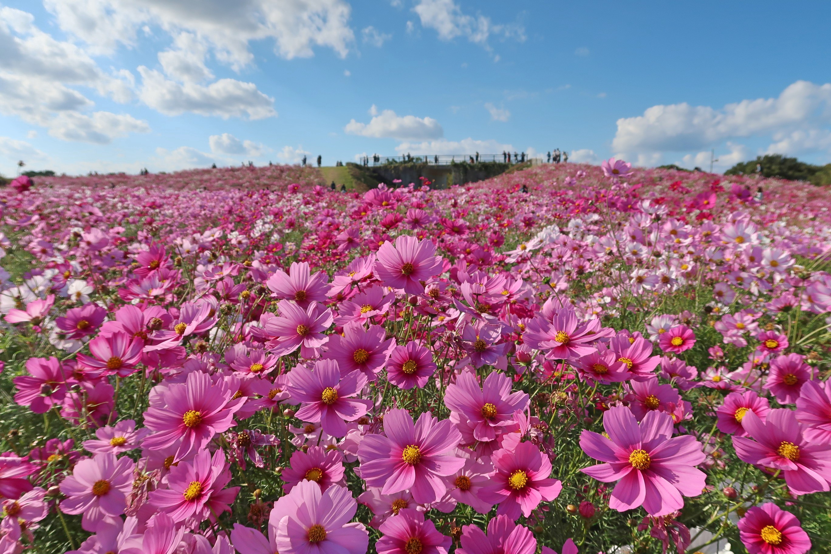 お花部門