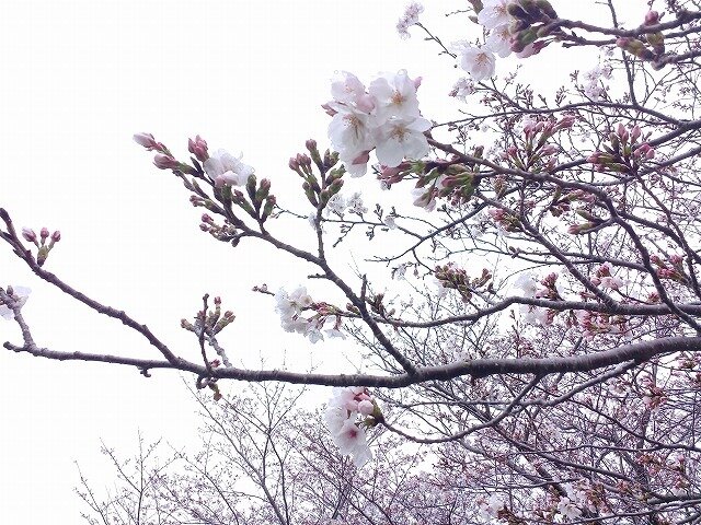 20260401_花の丘 (11).jpg