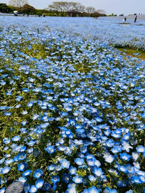 現在の花情報はこちら | お知らせ ｜ ニュース | 海の中道海浜公園  