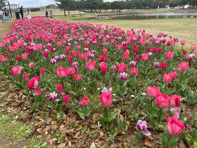 20260401_虹_チューリップ (8).jpg