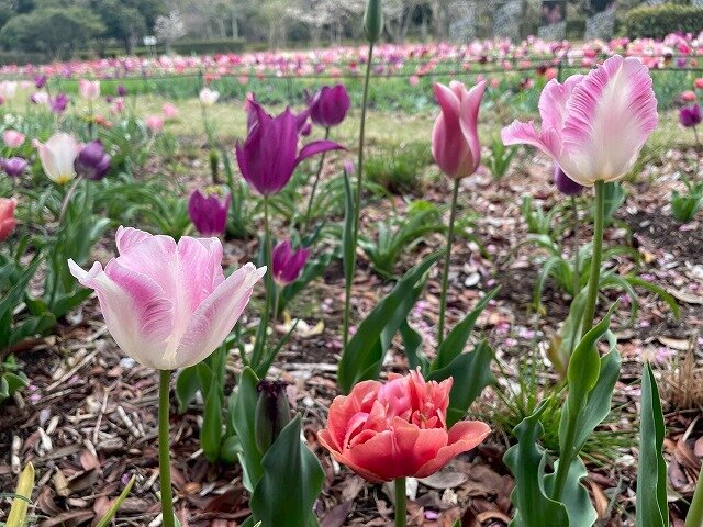 20260401_ペレニアル (2).jpg