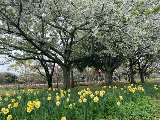 20260401_ペレニアル (7).jpg