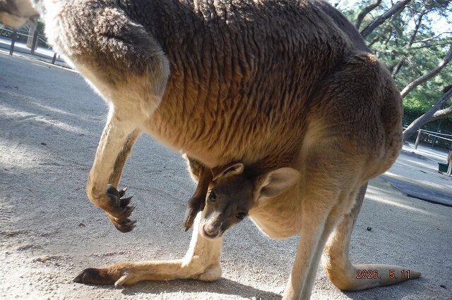 カンガルー_4月生まれ(2).jpg