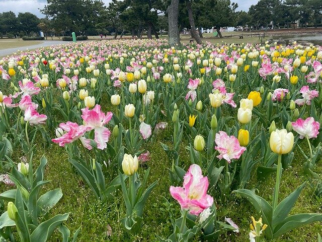 20260401_虹_チューリップ (7).jpg