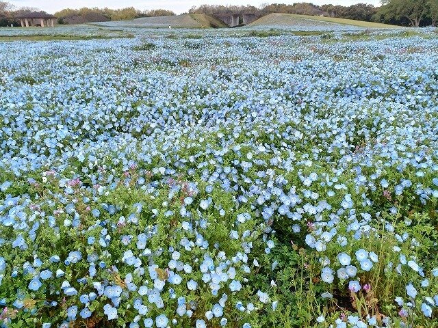 20260401_花の丘 (13).jpg