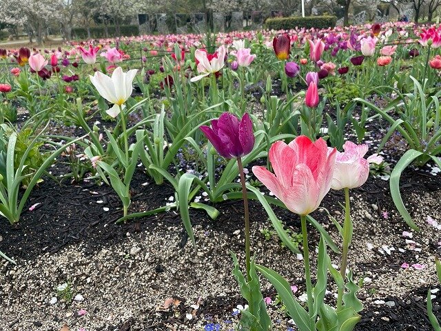 20260401_ペレニアル (6).jpg