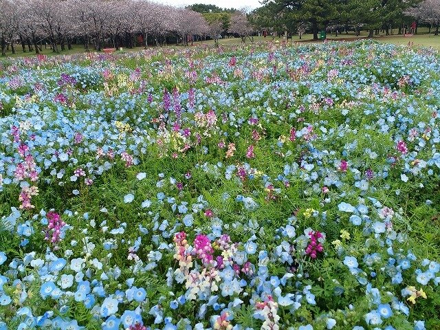 20260401_花の丘 (7).jpg