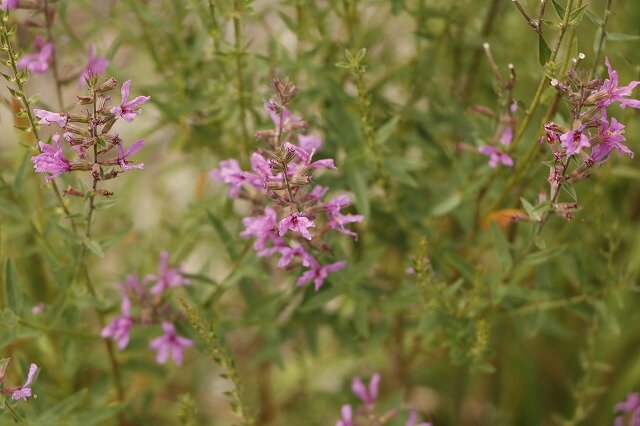 _MG_7218.jpg