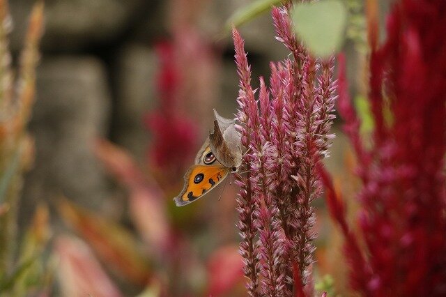 _MG_7265.jpg