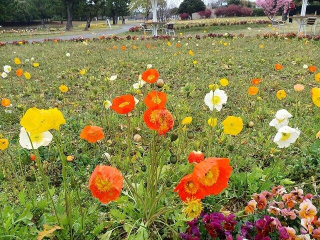 20260401_彩_ポピー (4).jpg