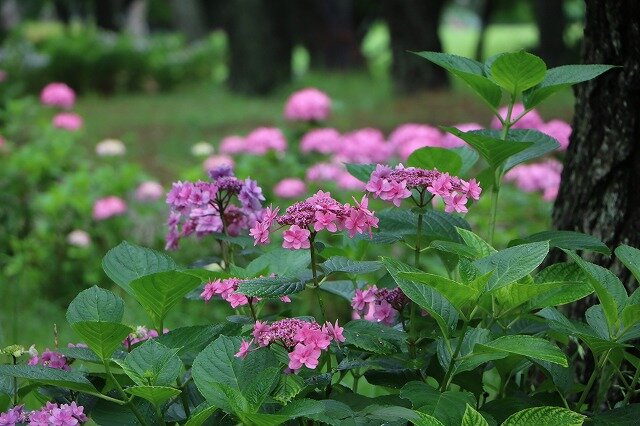 IMG_5358.jpg