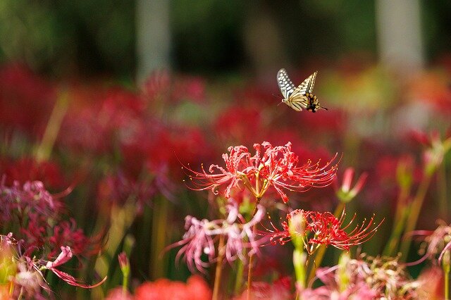chip_photo 内田様.jpg