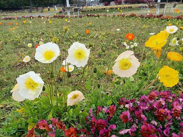 20260401_彩_ポピー (2).jpg