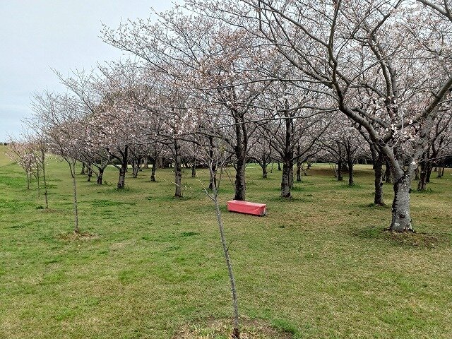 20260401_花の丘 (9).jpg