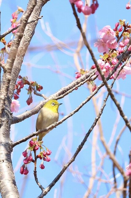 kinako8594.jpg