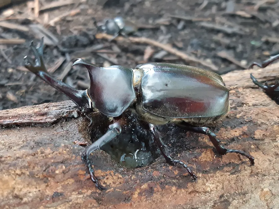 カブトムシハウス